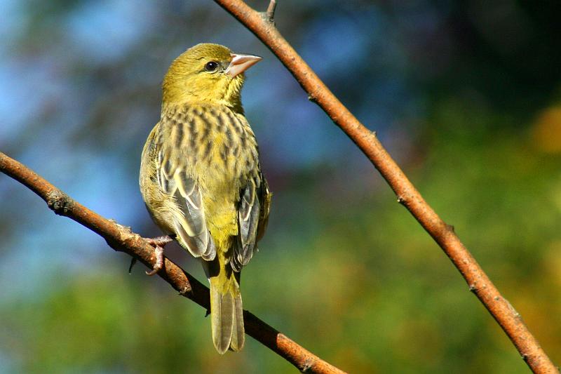 frieda 061.JPG - Geel is mooi!